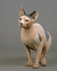 Sphynx Domestic Cat, Hairless Cat, Adult standing against Grey Background