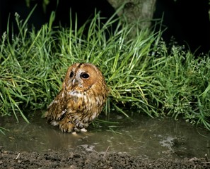 Eurasian Tawny Owl, strix aluco, Adult standing in Puddle