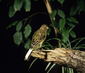 Canary Hartz or Song Canary, serinus canaria, Adult standing on Branch
