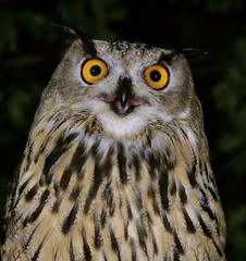European Eagle Owl, asio otus, Portrait of Adult