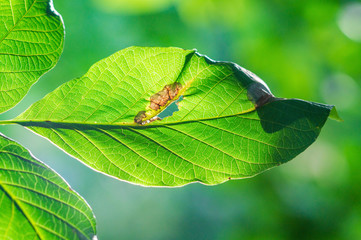 Bacterial diseases of nuts appear as lesions and brown spots on green leav