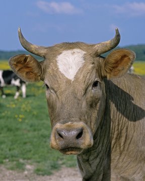 Cattle in Meadow, Portrait of Cow, Normandy