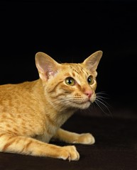 Red Oriental Domestic Cat, Adult against Black Background