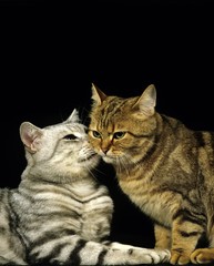 Fototapeta na wymiar Brown Tabby and Silver Tabby Domestic Cat, Cats against Black Background