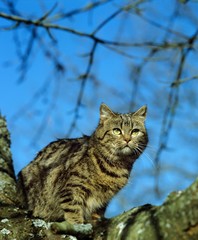 Obraz premium Domestic Cat perched in Tree