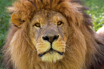 African Lion, panthera leo, Portrait of Male