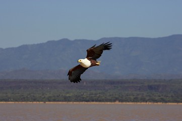 African Fish Eagle, haliaeetus vocifer, Adult in Flight, Baringo Lake in Kenya