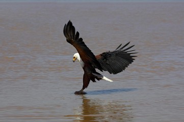 African Fish Eagle, haliaeetus vocifer, Adult in Flight, Fishing, Baringo Lake in Kenya