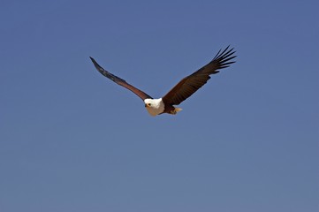 African Fish Eagle, haliaeetus vocifer, Adult in Flight against Blue Sky, Baringo Lake in Kenya