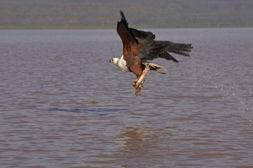 African Fish Eagle, haliaeetus vocifer, Adult in Flight with Fish in Claws, Fishing, Baringo Lake in Kenya