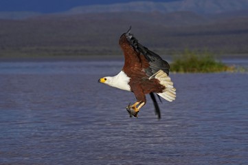 African Fish Eagle, haliaeetus vocifer, Adult in Flight with fish in Claws, Fishing, Baringo Lake in Kenya