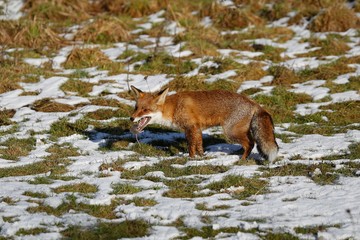 Red Fox, vulpes vulpes, Adult walking on Snow, Normandy