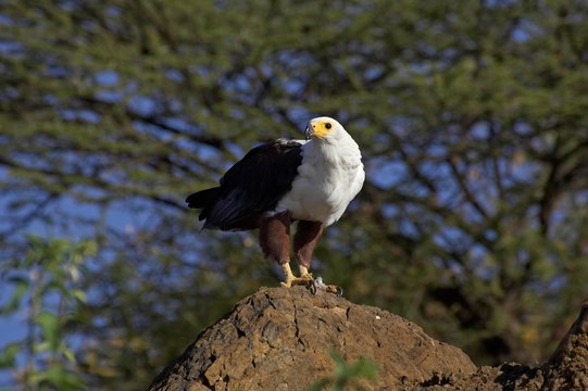African Fish Eagle, haliaeetus vocifer, Adult standing on Rock, Baringo Lake in Kenya