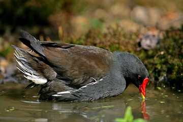 Common Moorhen or European Moorhen, gallinula chloropus, Adult standing on Pond, Normandy