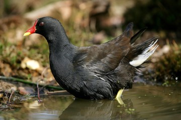 Common Moorhen or European Moorhen, gallinula chloropus, Adult standing on Pond, Normandy