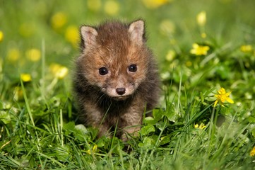 Red Fox, vulpes vulpes, Pup with Flowers, Normandy