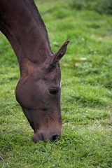 Fototapeta premium Akhal Teke, Horse Breed from Turkmenistan, Portrait of Adult eating Grass