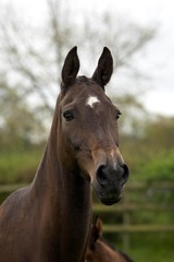 Fototapeta premium Akhal Teke, Horse Breed from Turkmenistan, Portrait of Adult