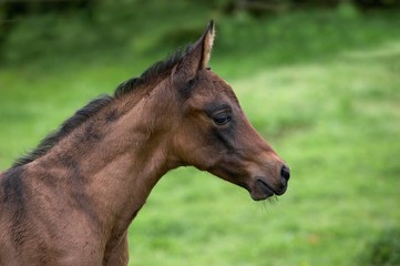 Obraz na płótnie Canvas Akhal Teke, Horse Breed from Turkmenistan, Foal
