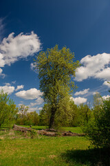Fototapeta na wymiar Tall tree in a deciduous forest against the background of a green meadow and a blue sky with clouds.