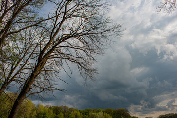 Branches and trees on the background of rain clouds and forests.