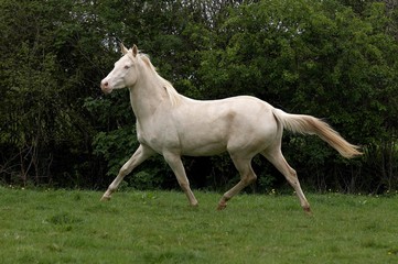 Obraz na płótnie Canvas Akhal Teke, Horse Breed from Turkmenistan, Adult