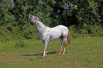 Obraz na płótnie Canvas Appaloosa Horse, Adult Whinnying