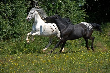 Appaloosa Horse, Adults Galloping through Meadow
