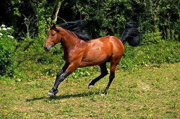 Appaloosa Horse, Adult Galloping through Meadow