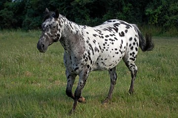Appaloosa Horse, Adult Trotting through Meadow