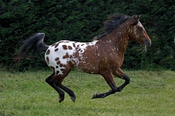 Appaloosa Horse, Adult Galloping through Meadow