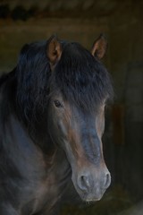 Fototapeta premium Pure Spanish Horse, Portrait