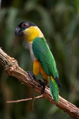 Black Headed Parrot, pionites melanocephala, Adult standing on Branch