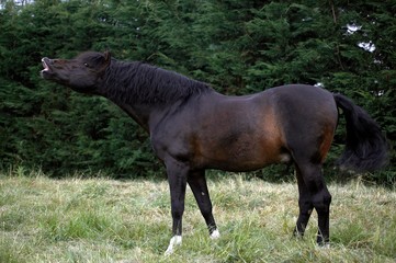 Pure Spanish Horse, Adult Flehming,