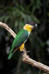 Black Headed Parrot, pionites melanocephala, Adult standing on Branch