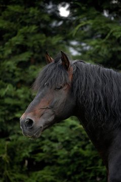 Pure Spanish Horse, Portrait