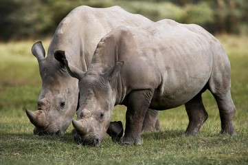 White Rhinoceros, ceratotherium simum, Adults eating Grass, Nakuru Park in Kenya