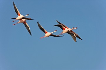 Lesser Flamingo, phoenicopterus minor, Group in Flight, Nakuru Lake in Kenya