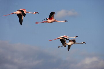 Lesser Flamingo, phoenicopterus minor, Group in Flight, Nakuru Lake in Kenya