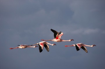 Lesser Flamingo, phoenicopterus minor, Group in Flight, Nakuru Lake in Kenya