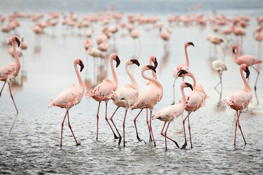 Lesser Flamingo, phoenicopterus minor, Colony at Nakuru Lake in Kenya
