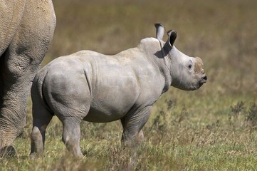 Obraz premium White Rhinoceros, ceratotherium simum, Female with Calf, Nakuru Park in Kenya