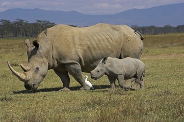 Obraz premium White Rhinoceros, ceratotherium simum, Female with Calf, Nakuru Park in Kenya