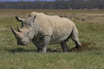White Rhinoceros, ceratotherium simum, Adult scattering Dung, Nakuru Park in Kenya