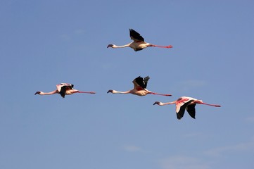 Fototapeta premium Lesser Flamingo, phoenicopterus minor, Group in Flight, Nakuru Lake in Kenya