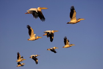 Great White Pelican, pelecanus onocrotalus, Group in Flight, Nakuru Lake in Kenya