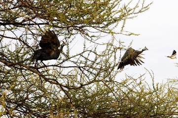 Helmeted Guineafowl, numida meleagris, Masai Mara Park in Kenya