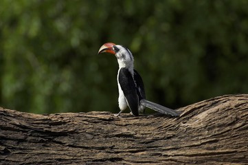 Von Der Decken's Hornbill, tockus deckeni, Adult standing on Tree Trunk, Masai Mara Park in Kenya