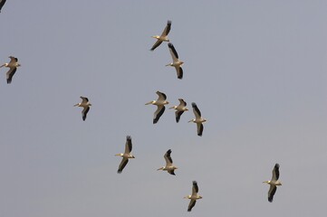 Great White Pelican, pelecanus onocrotalus, Group in Flight, Nakuru Lake in Kenya