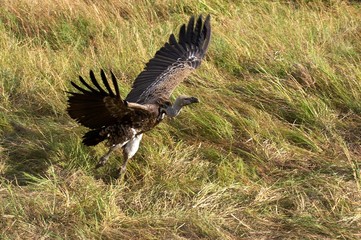 African White Backed Vulture, gyps africanus, Adult in Flight, Taking off, Masai Mara Park in Kenya